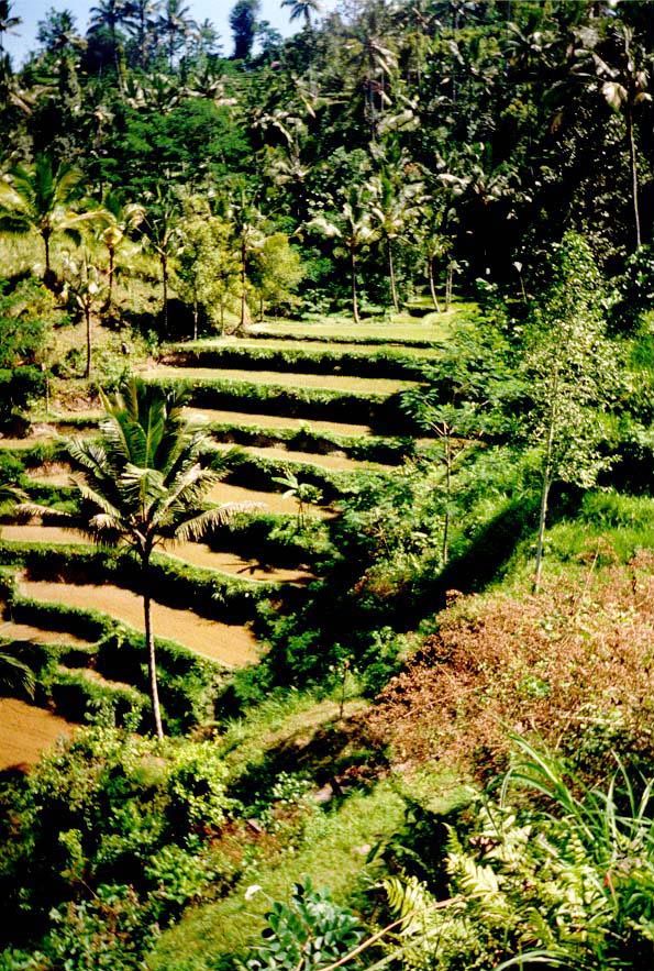 A flight of terrace steps.
