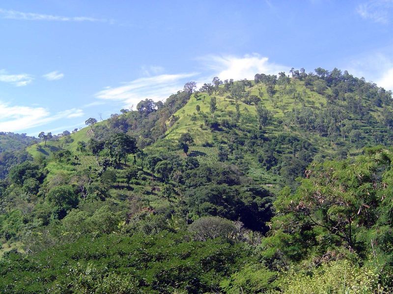 The uplands have been cleared for chenas, periodically planted to unirrigated crops.