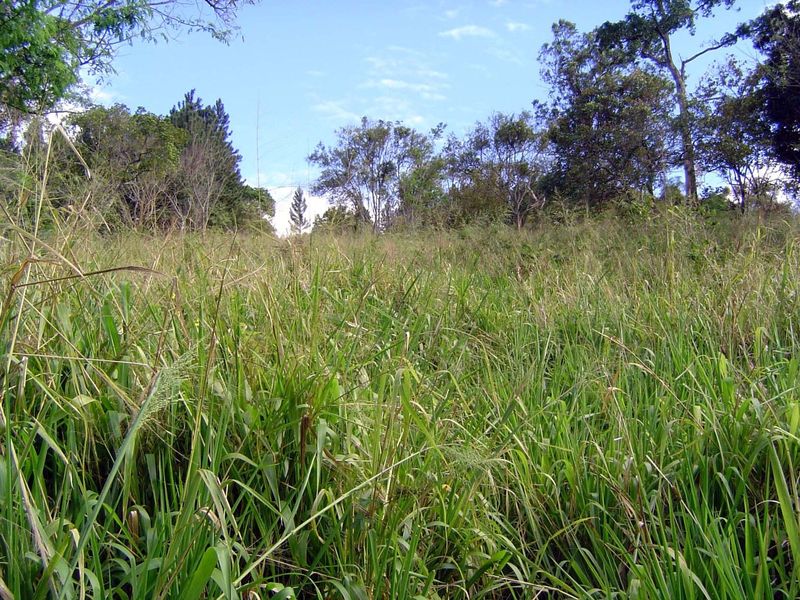 A closeup of this grassland.