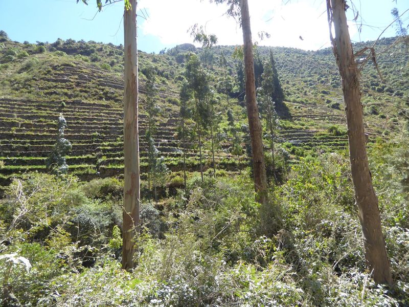 Farther upstream, the flat land has given out but the canyon walls have opened up. Somebody long ago built terraces, but there's a modern tw
