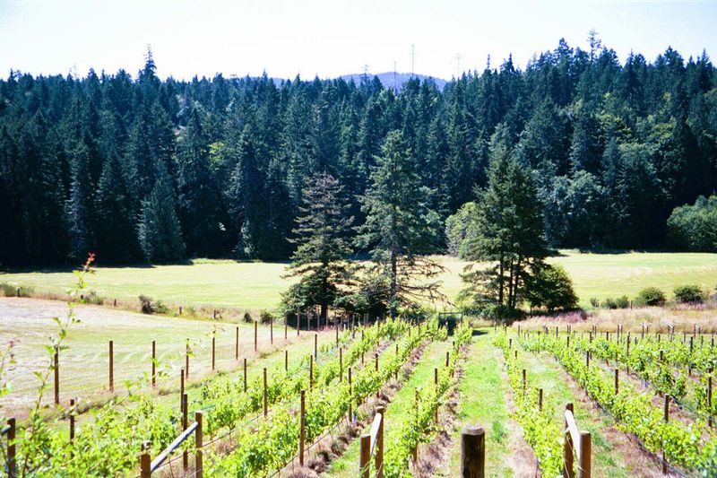 And what kind of agriculture do you expect on this new Saltspring? Why, same as on Long Island, where potatoes have been replaced by vineyar