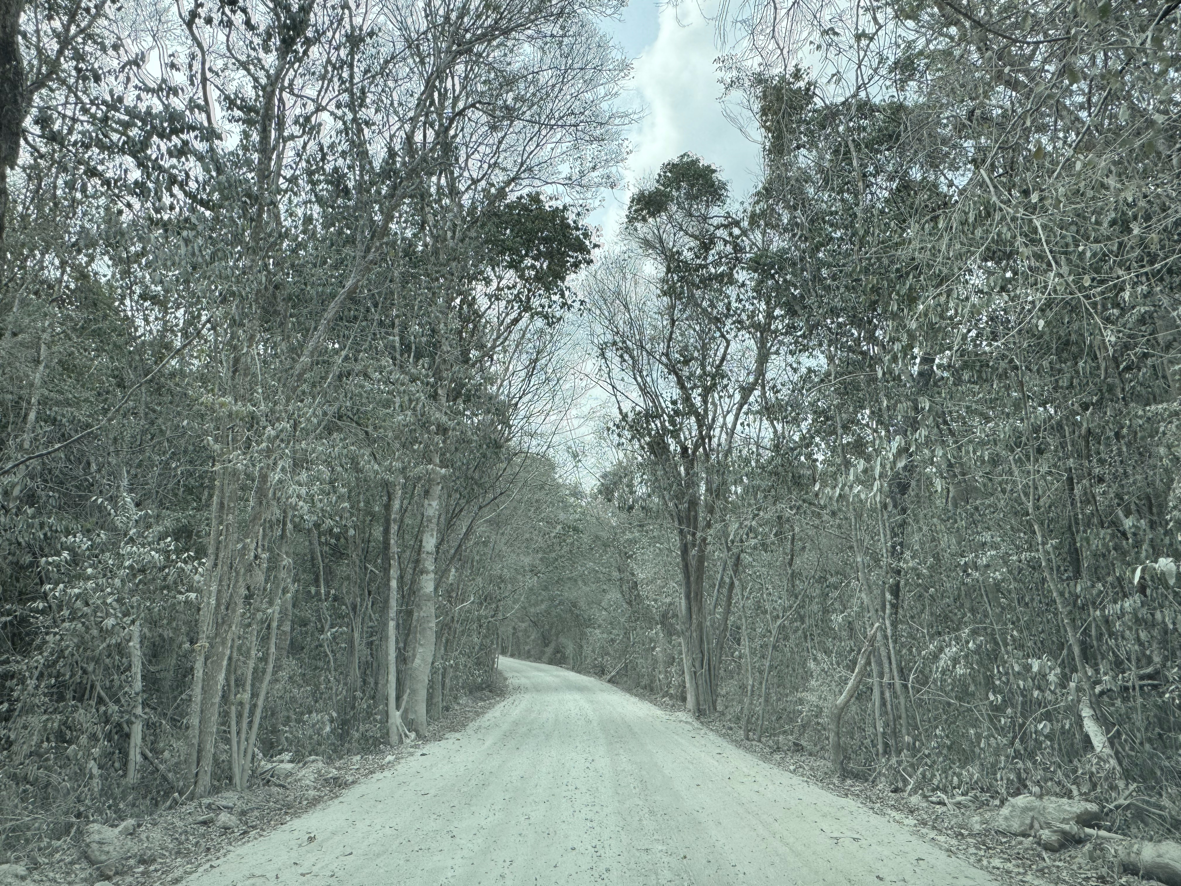 Parts were so dusty that the forest seemed covered with snow.