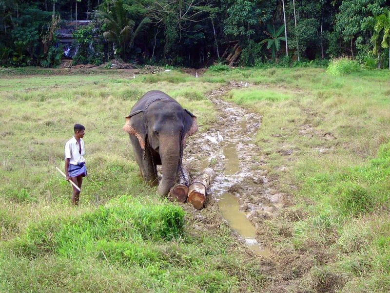 A muddy track across an abandoned paddy field. The elephant has already made half a dozen trips, dragging two logs each time.