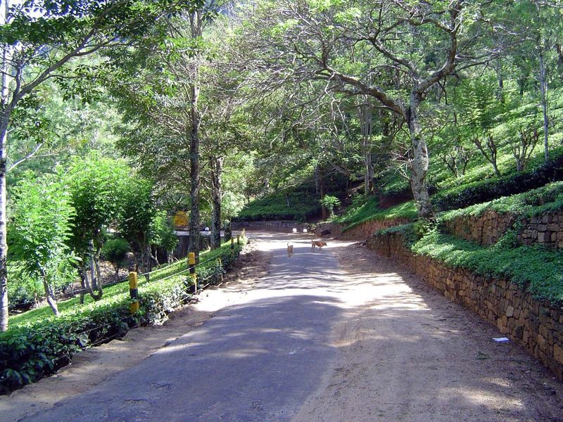 The highway runs through the plantings.