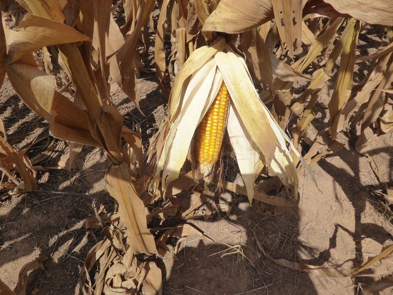 Dusty, but under the leaves which I shucked to make the point there's gold.