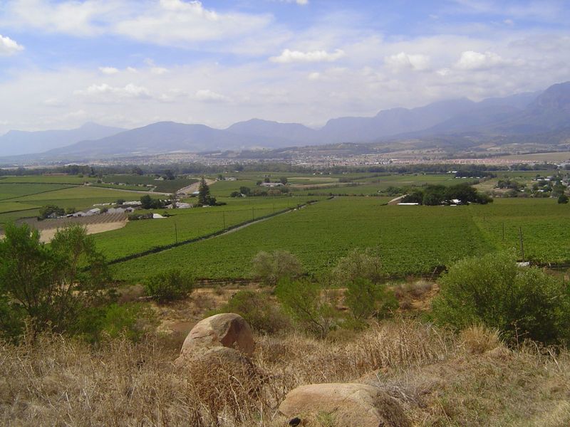 Too depressing? Fine. Come back up the lower slope of Paarl Mountain and behold the vineyards, tidy as golf-course greens.