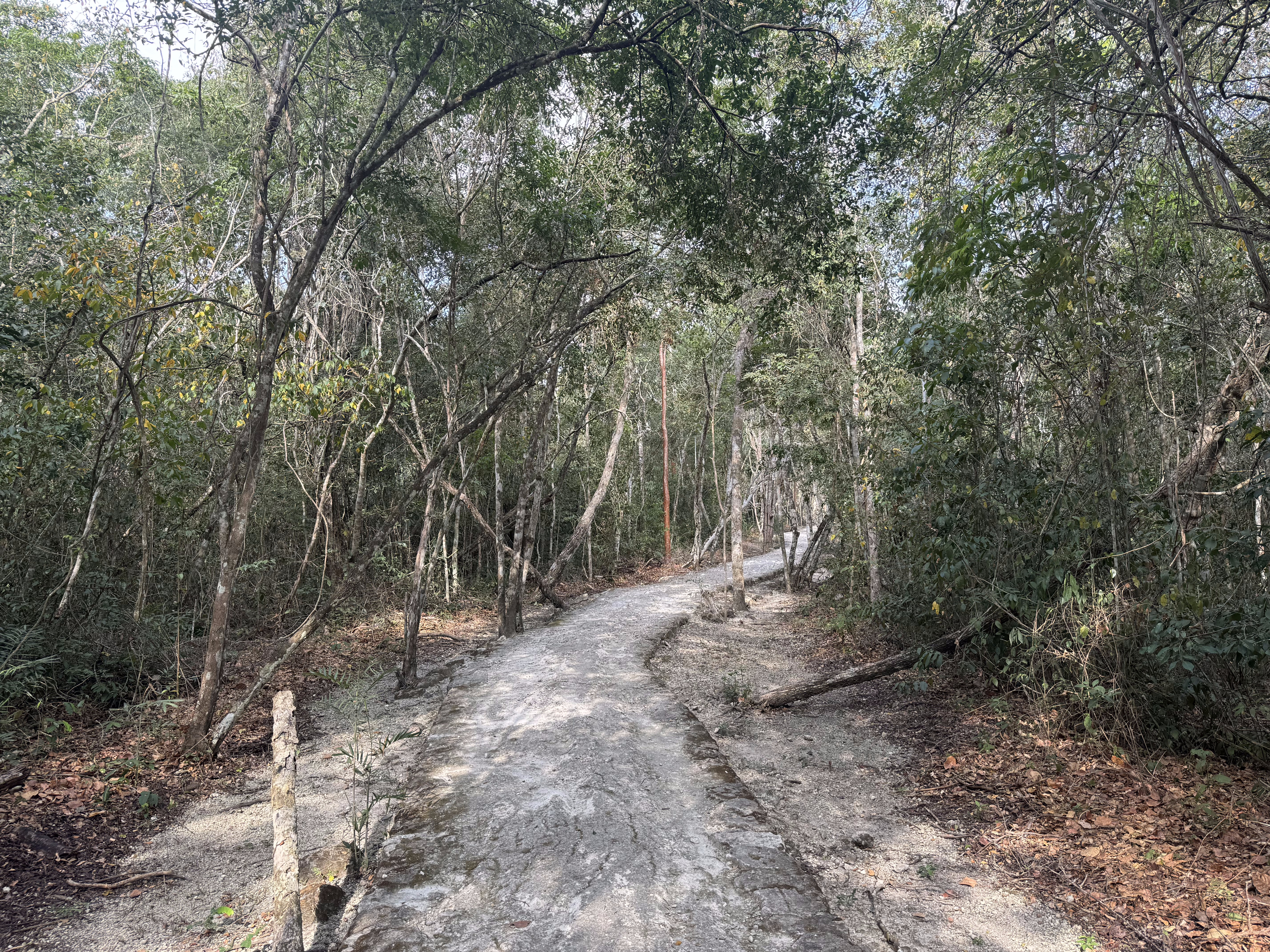 Seven years later, in 1970, Eaton was cutting his way through the forest.  We can just take the path.