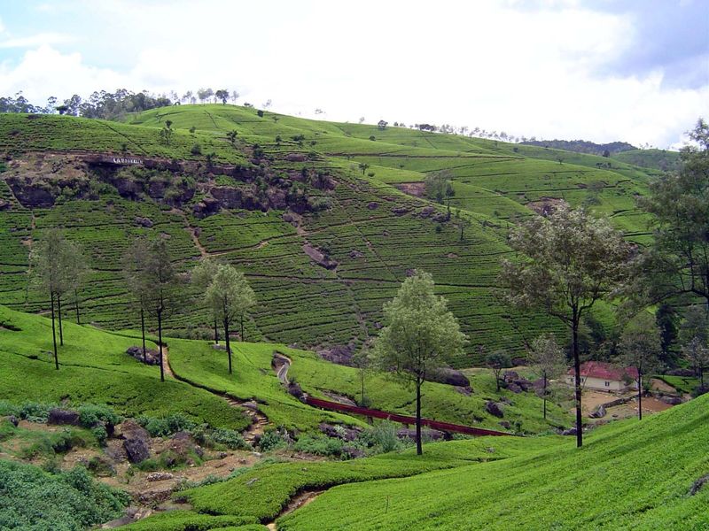 The most valuable product of these hills, however, is tea.