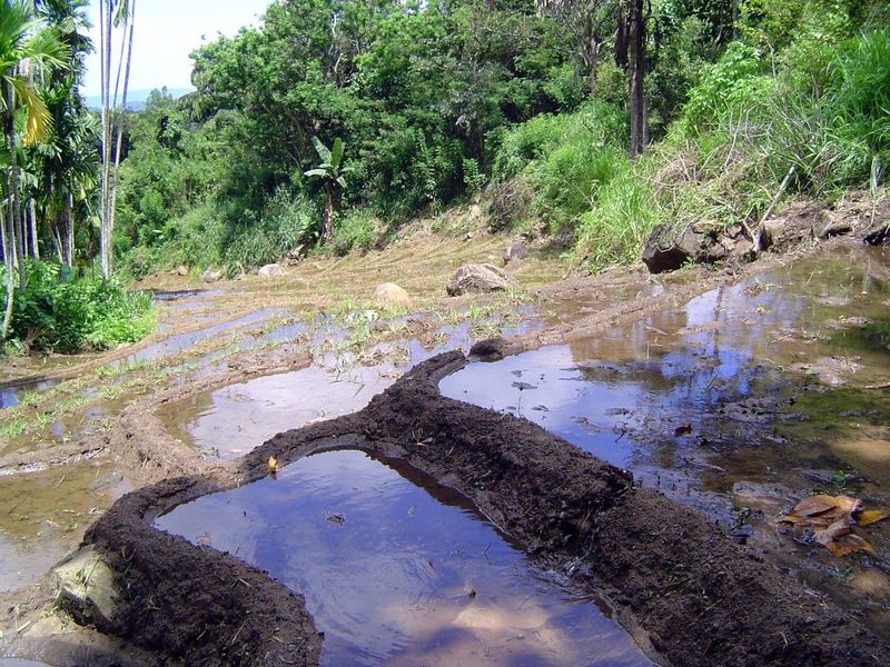 Suddenly, the forest opens to rice paddies.