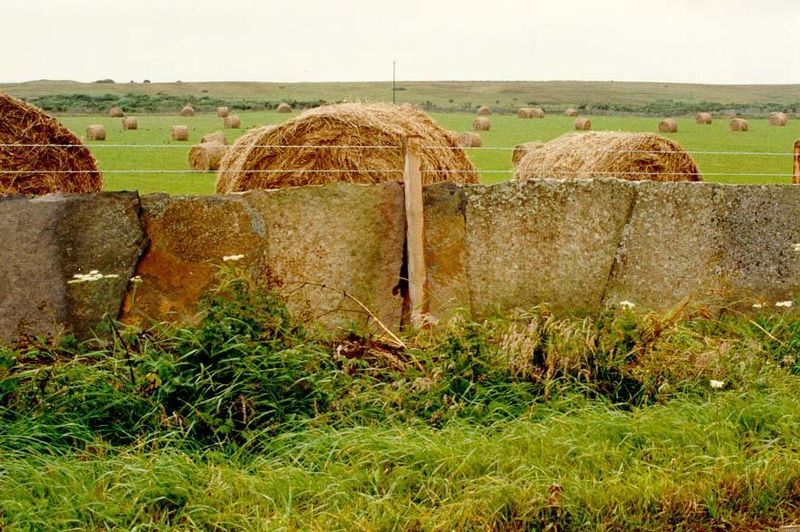 Up by Wick, large pastures with round bales and barbed wire co-exist with stone-slab fencing.