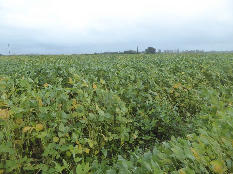 We've only gone a couple of miles from the last picture, but soybeans here ignore the calendar.
