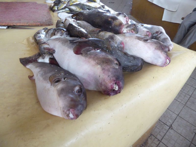 And bizarre, coral-eating parrot fish.