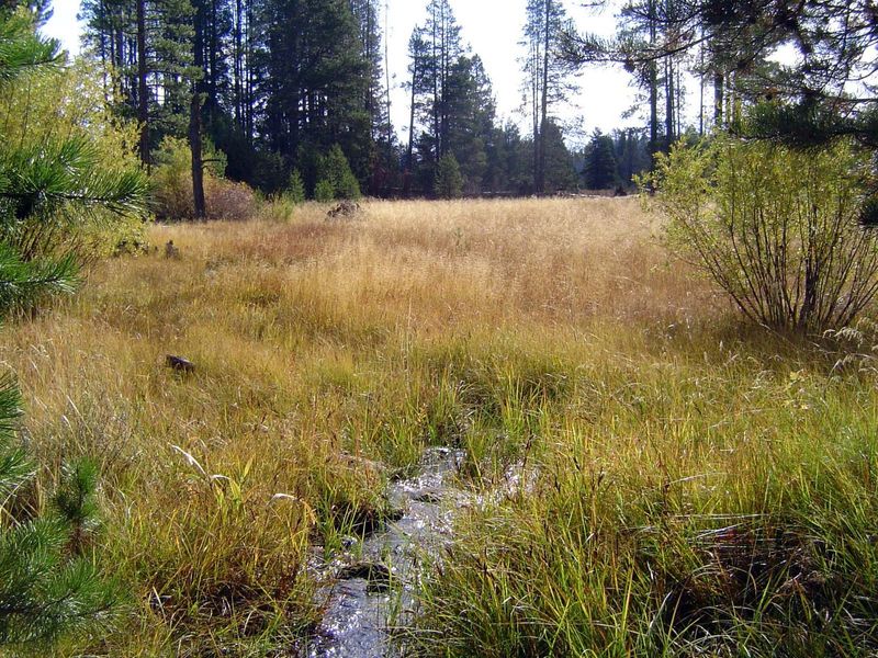 Alder Creek. Idyllic?