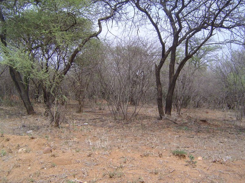 Go outside of town a few miles, stop the car, and walk into the bush. Only a field ecologist could get excited.