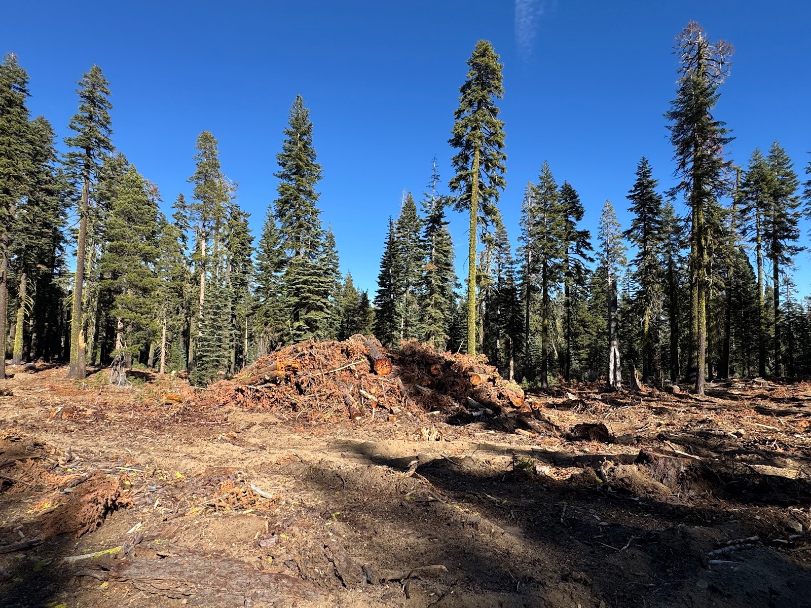 If you harbor any dreams of the local scenery, as I did, it's best not to look around.  I don't want to criticize the Tahoe National Forest 