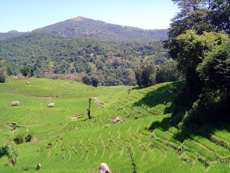Terraced paddies.