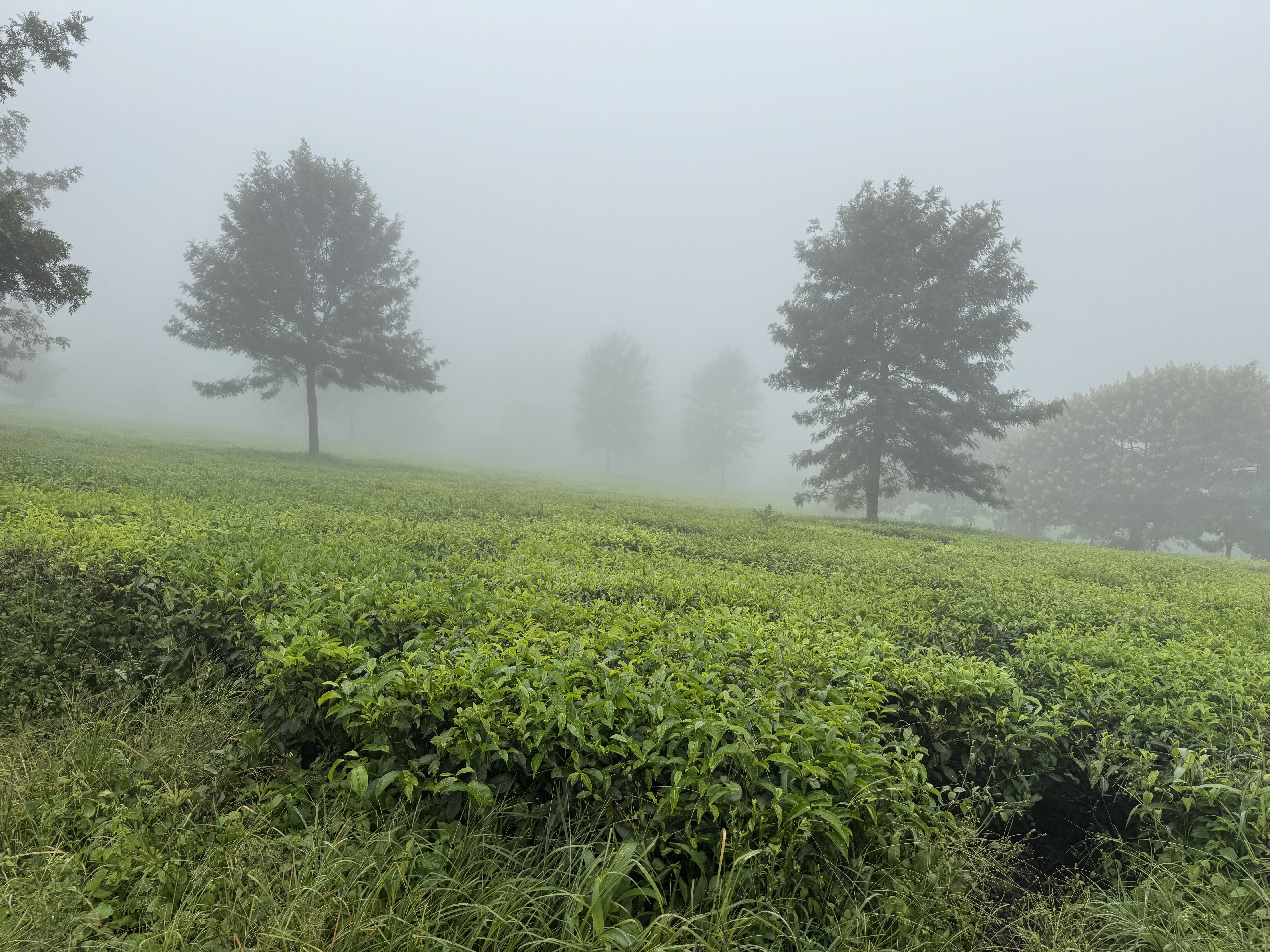 Lousy weather for driving but great for Camellia sinensis.