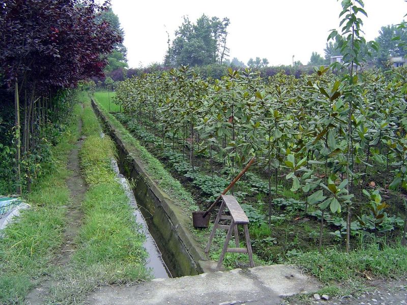 Field ditch.