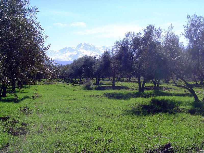 The premier crop: olives.