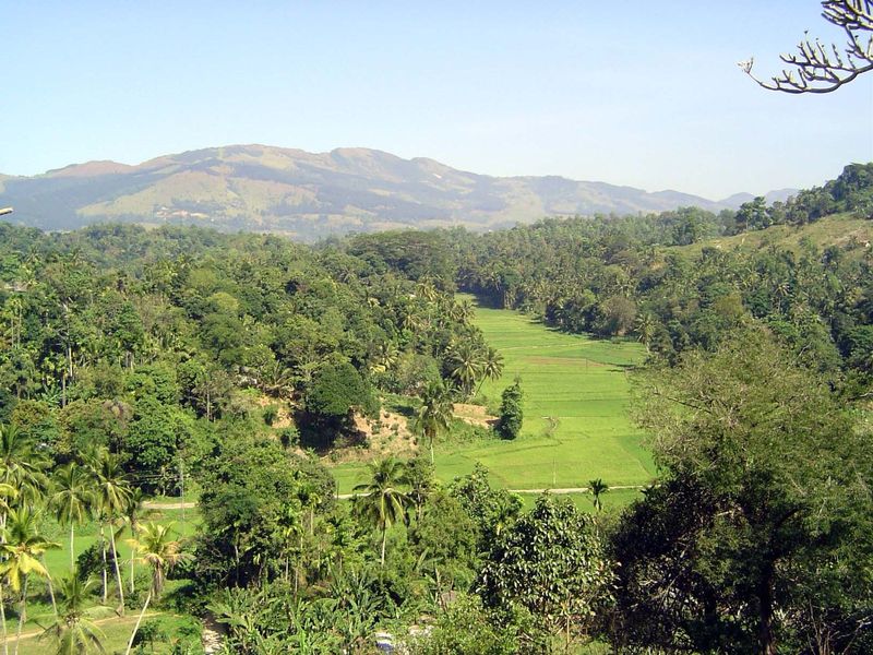 A view over a different deniya, or strip of paddy land: this time, the view is from the temple and looking toward Hantane; Kandy lies on the
