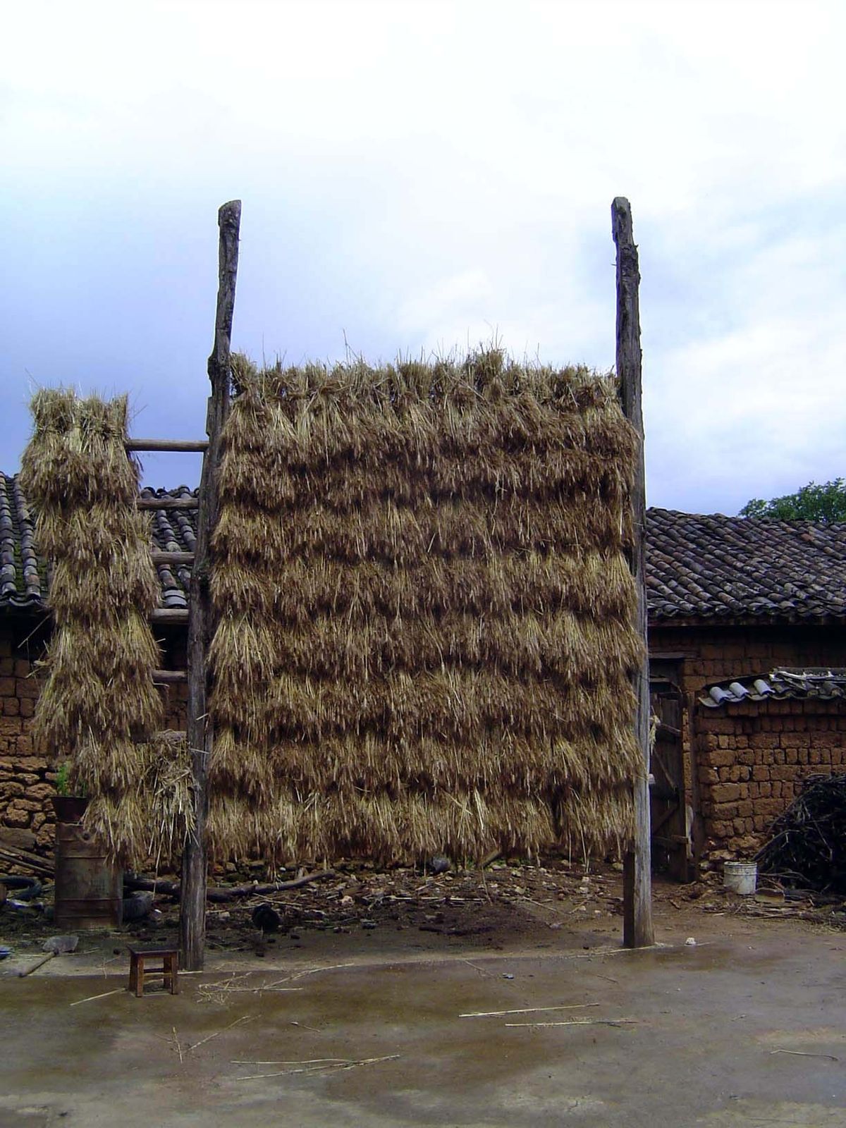 Bundled wheat hung out to dry.