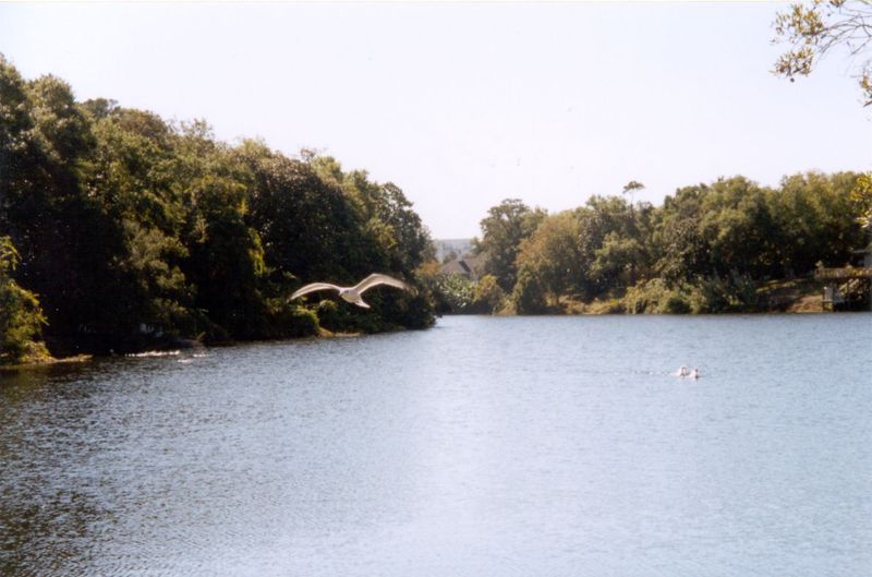 Freshwater ponds form within the dunes, indicating a water table both fresh and high enough to support a forest.