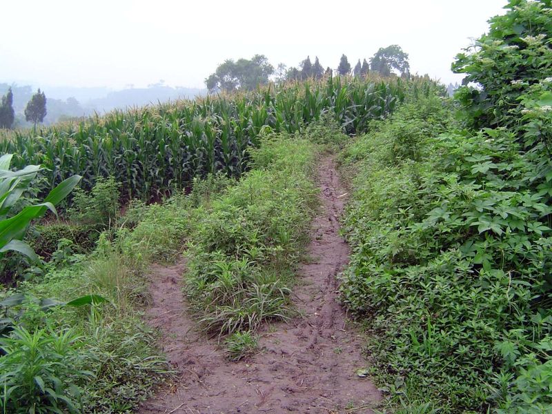 May as well follow the path.