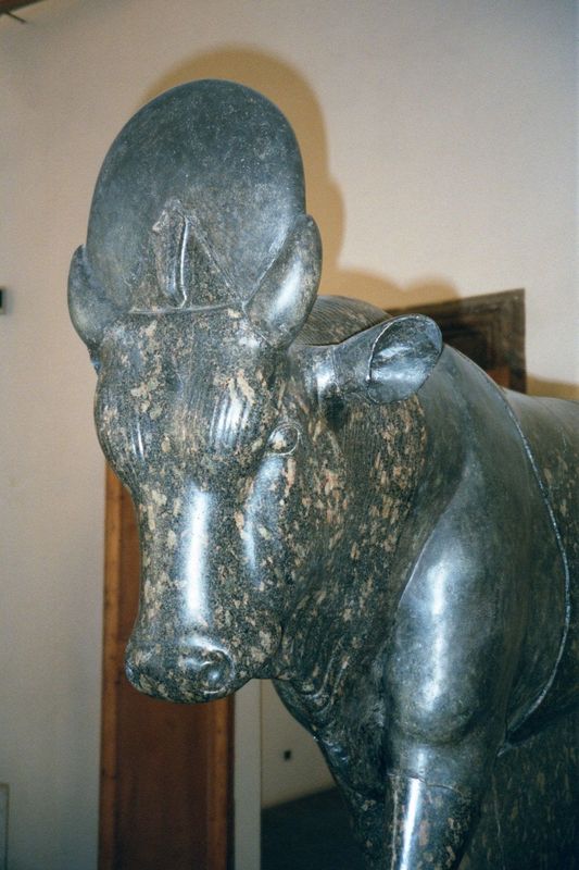 In the same museum there's this fine Apis, a bull represented in Egyptian religion with the disc of the sun between his horns. Apis is an ol